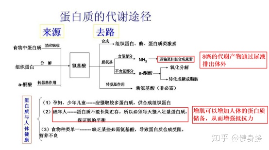 只吃蛋白粉但是不运动会长胖吗？